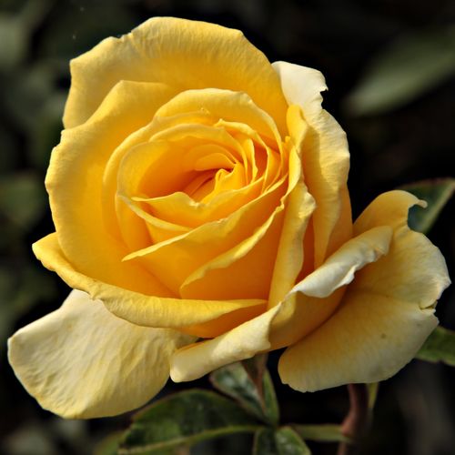 Rosa Csodálatos Mandarin - gelb - teehybriden-edelrosen